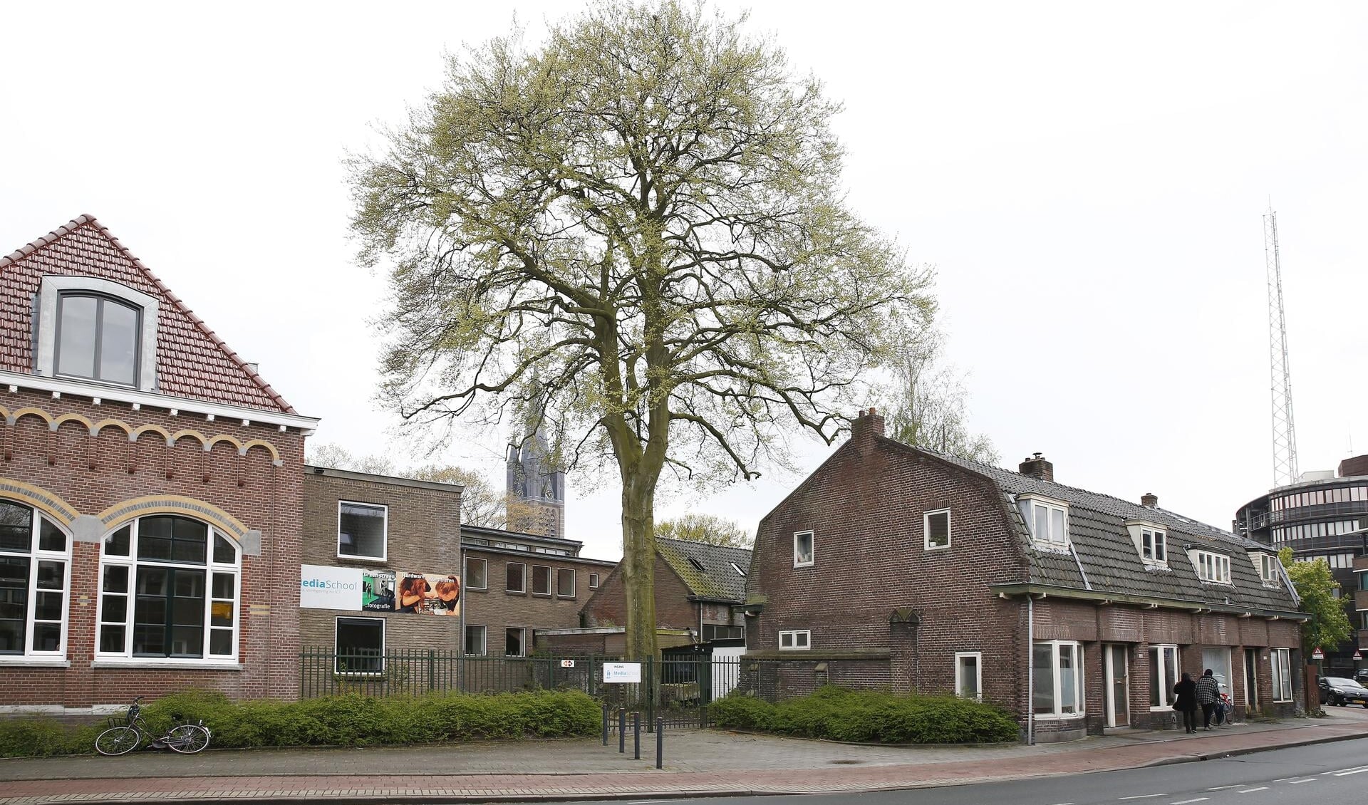 Een beukenboom op de Prins Bernhardstraat 158 - 160. Deze komt op de beschermdebomen-lijst voor. 