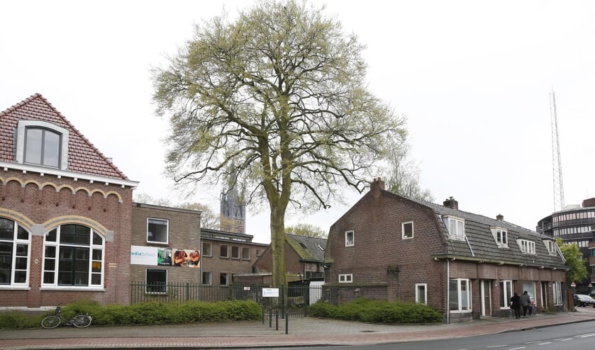 <p>Een beukenboom op de Prins Bernhardstraat 158 - 160. Deze komt op de beschermdebomen-lijst voor. </p>