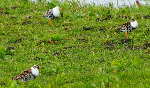 <p>Kemphanen in de Eemnesserpolder.</p>