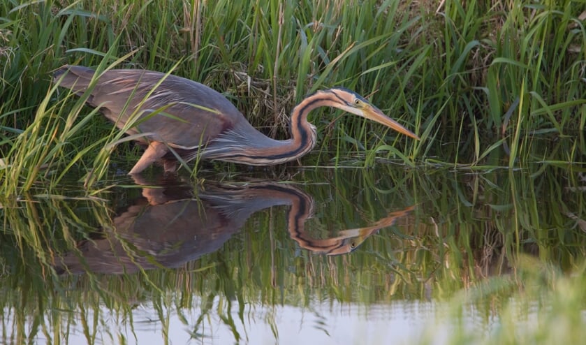 <p>De purperreiger is in veelvoud terug bij het Naardermeer.</p>