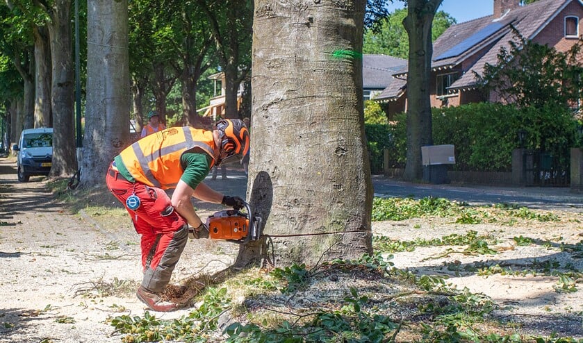 <p>De kap van zieke bomen aan de Nieuwe Bussumerweg is begonnen.</p>