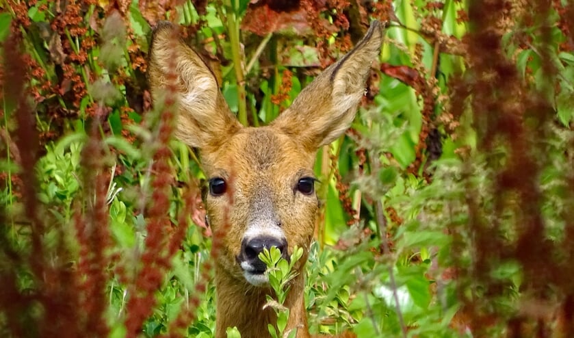 <p>Natuurmonumenten verzorgt twee momenten voor volwassen waarin zij reeën gaan spotten.</p>