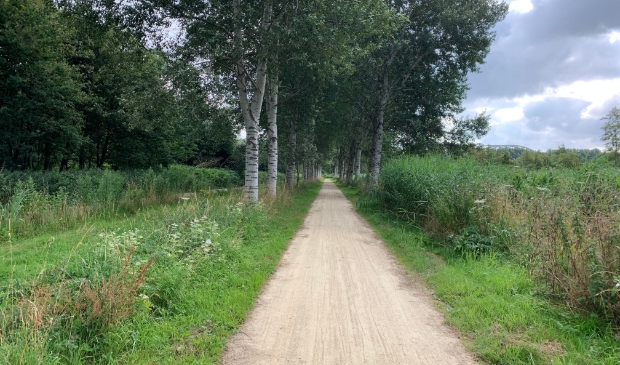<p>De abelenlaan in het oostelijk deel van het Diemerbos.</p>