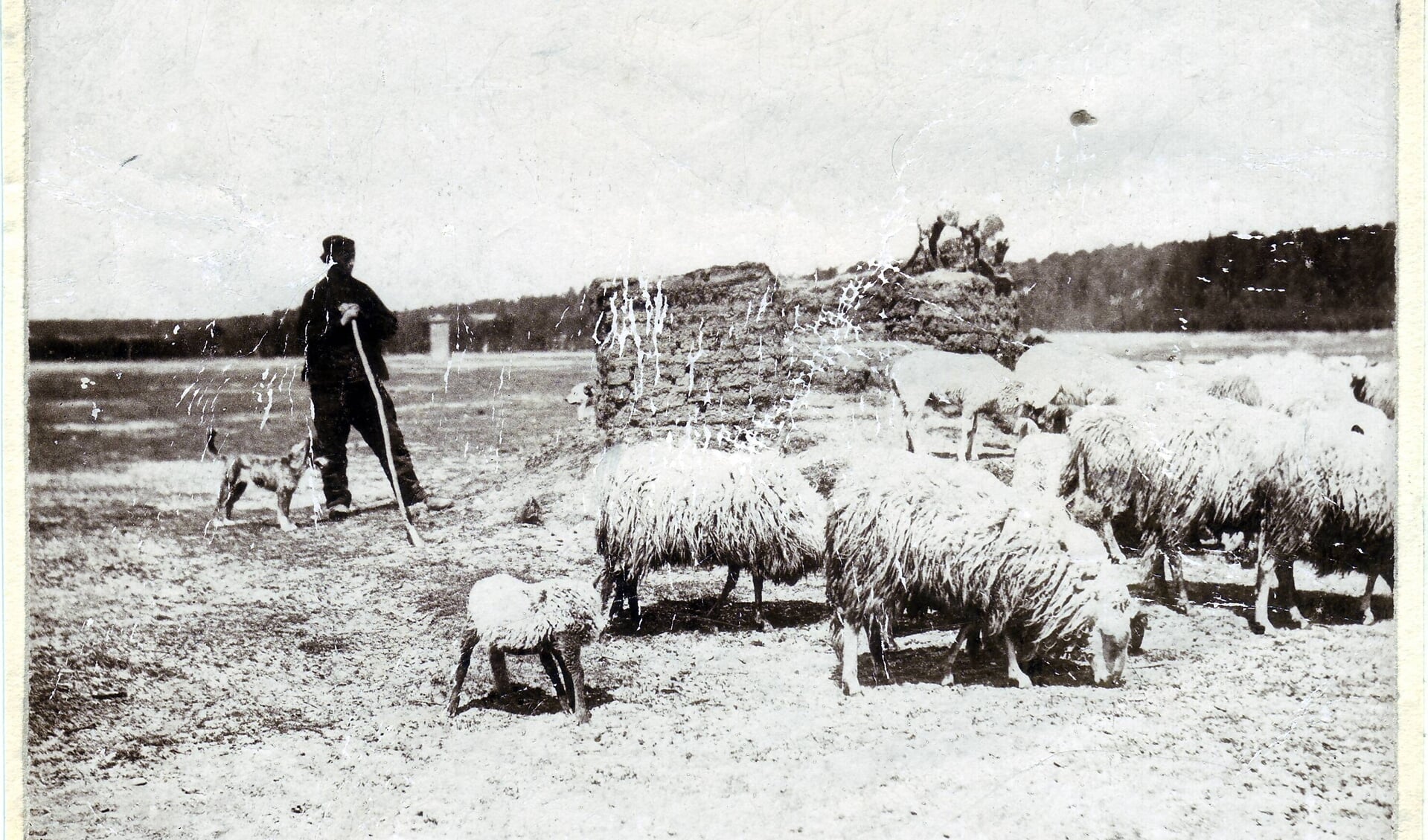 Schaapherder met kudde uit 1893