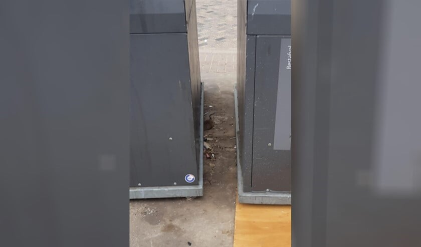 Rat bij container in Plantage de Sniep