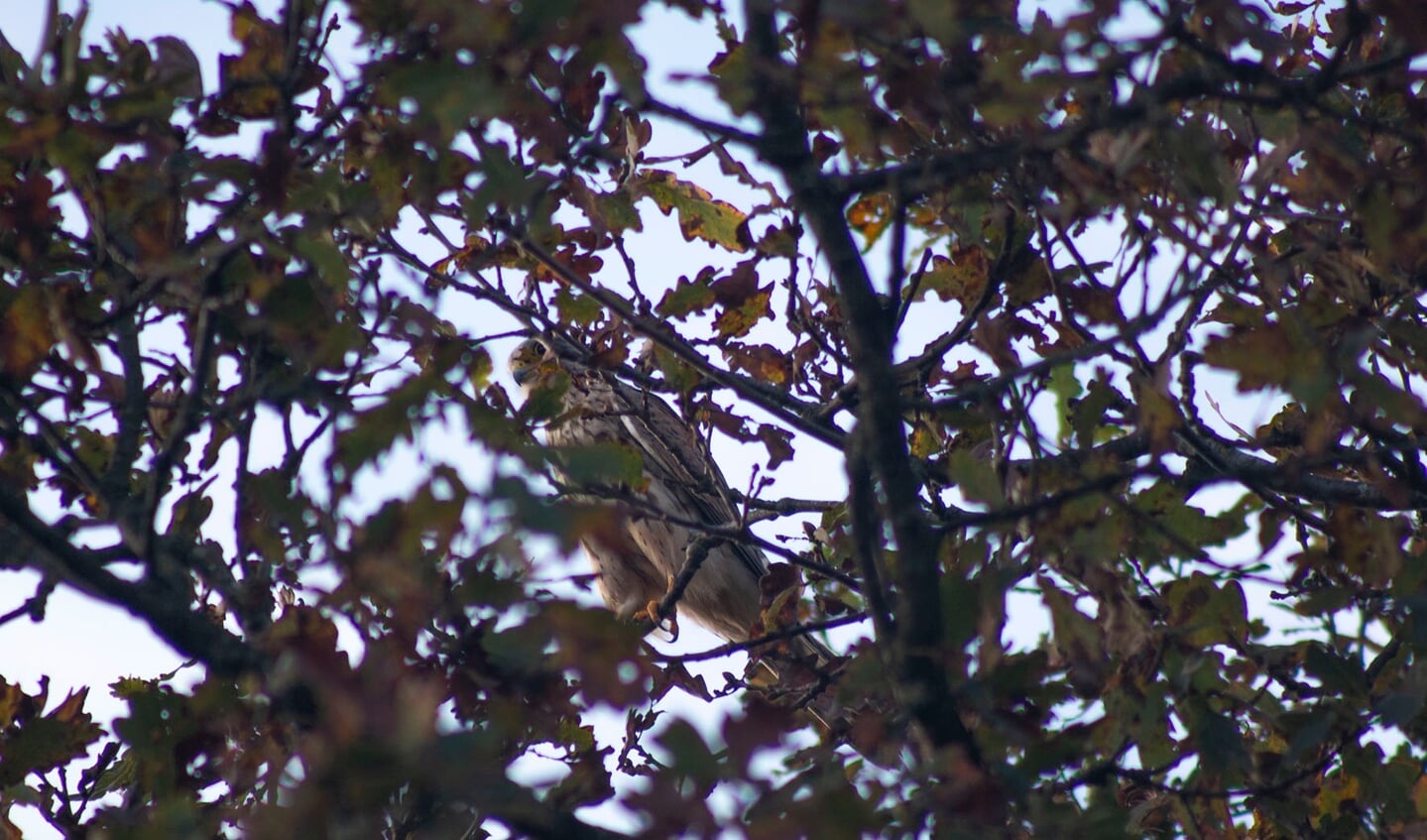 Buizerd in de bomen.