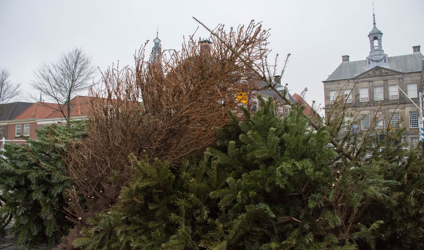 Een stapel kerstbomen in Weesp.