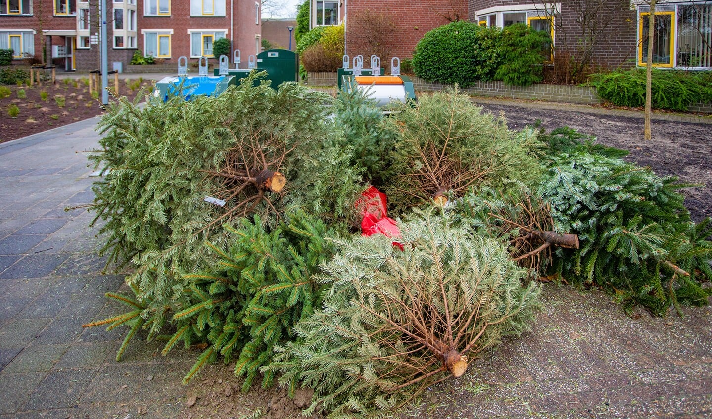 Deze kerstbomen liggen al klaar om opgehaald te worden.