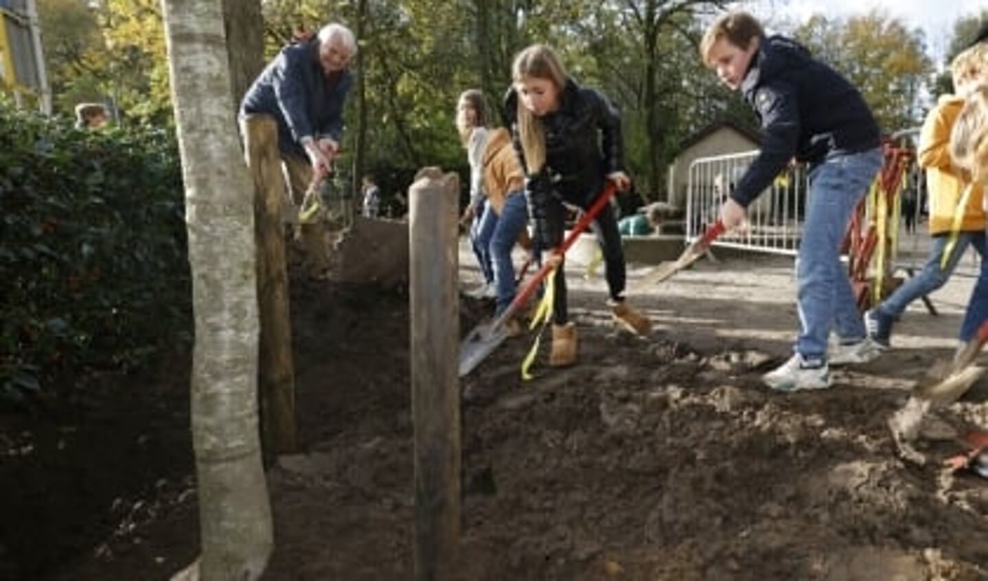 Bij de Openbare Basisschool Blaricum is een tamme kastanje geplant.