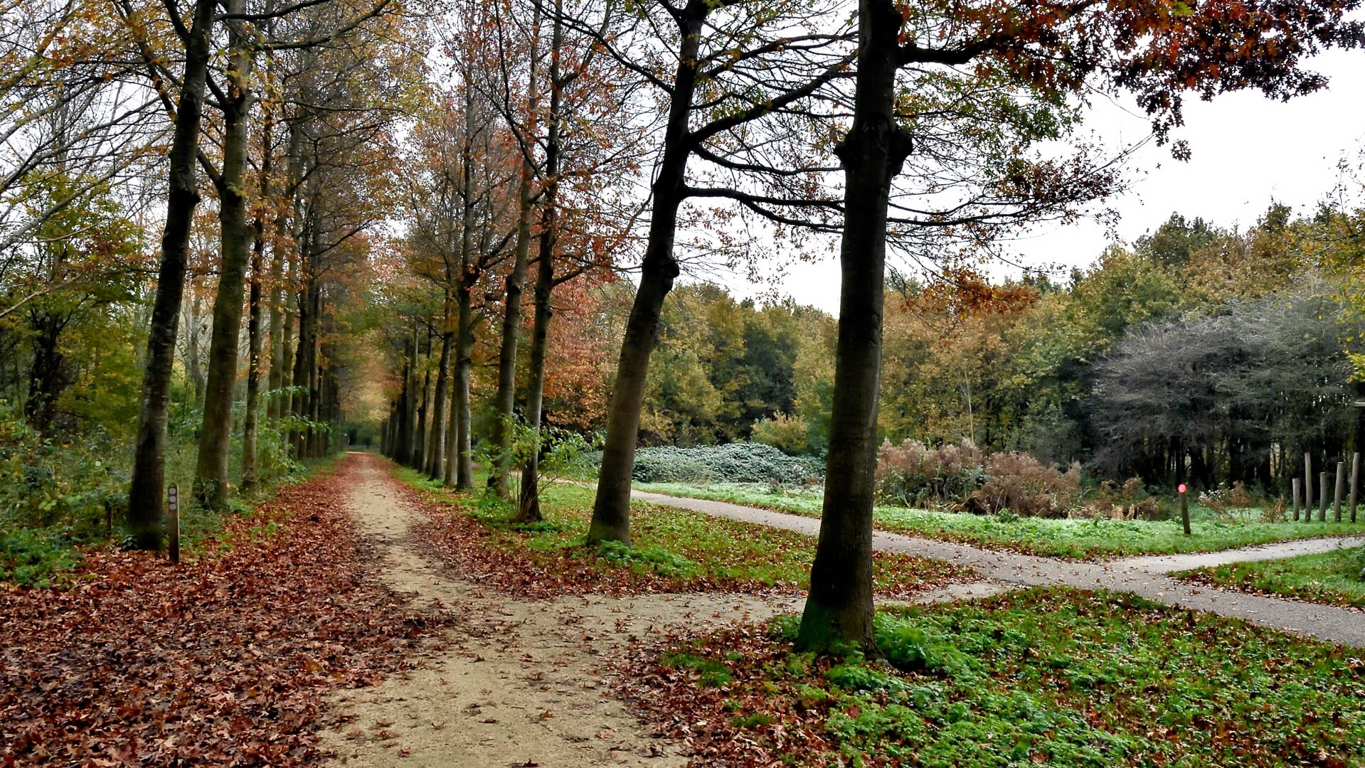 Ook het Diemerbos is een geliefde plek voor wandelaars.