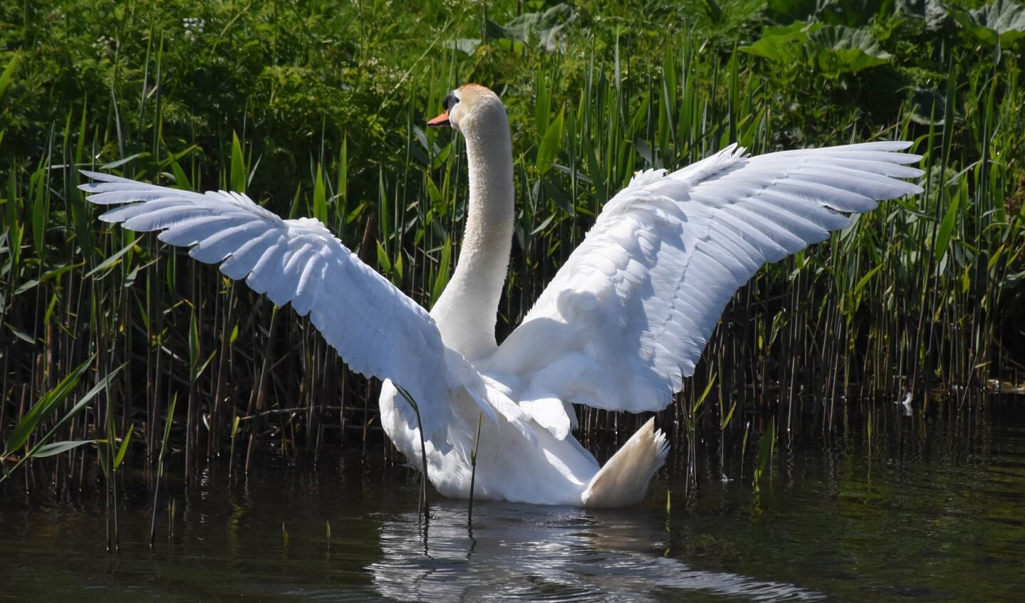 De meeste zwanen in Weesp zijn gelukkig gezond.