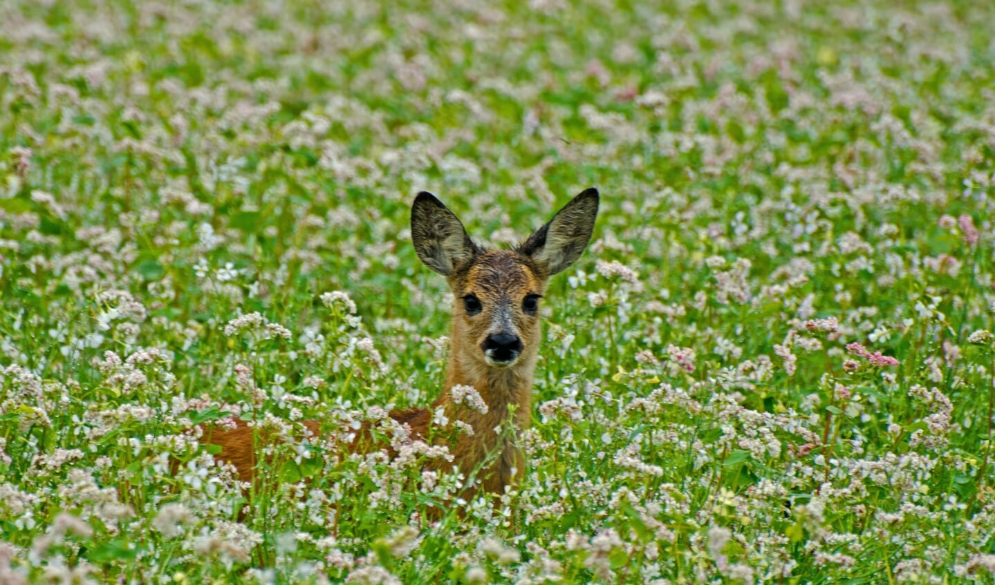 Een reekalfje in een bloeiend boekweitveld.