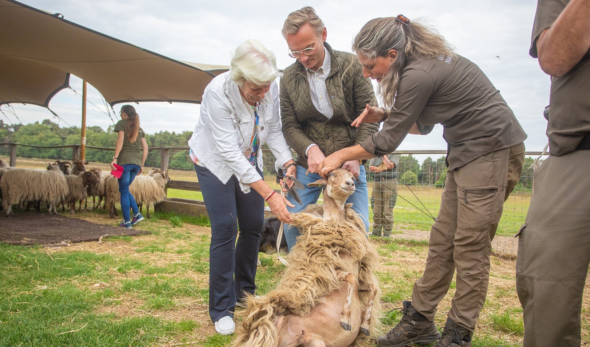 Burgemeester Nanning Mol en locoburgemeester Anne-Marie Kennis helpen bij het schapen scheren.