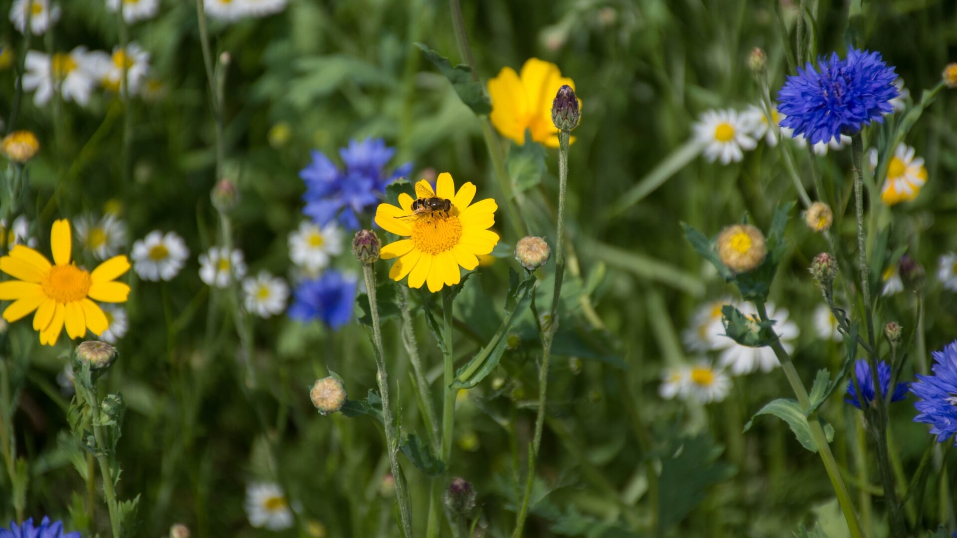 Meer bloemenvelden in Weesp.