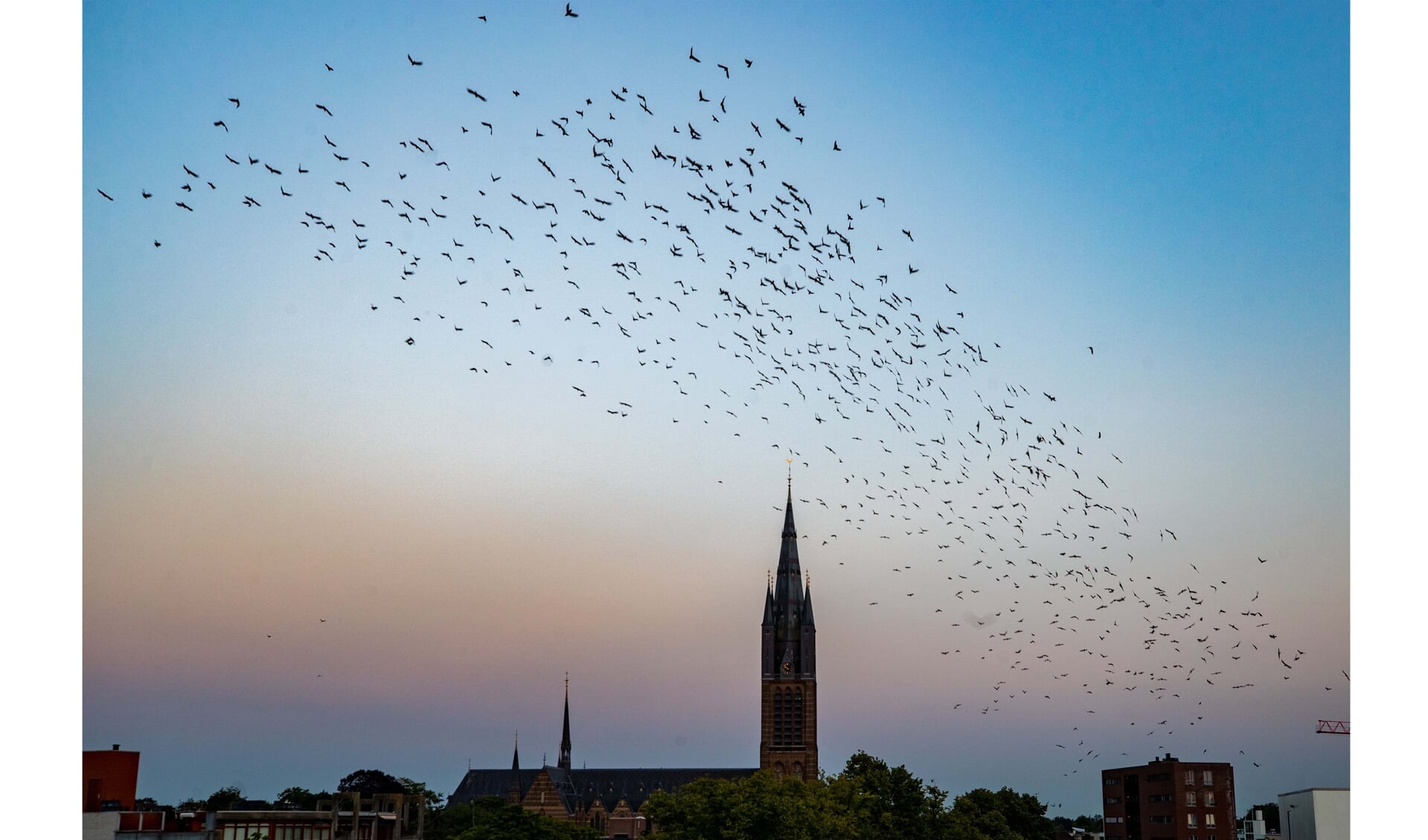 Kauwen vliegen vanaf de Groest richting het zuiden.