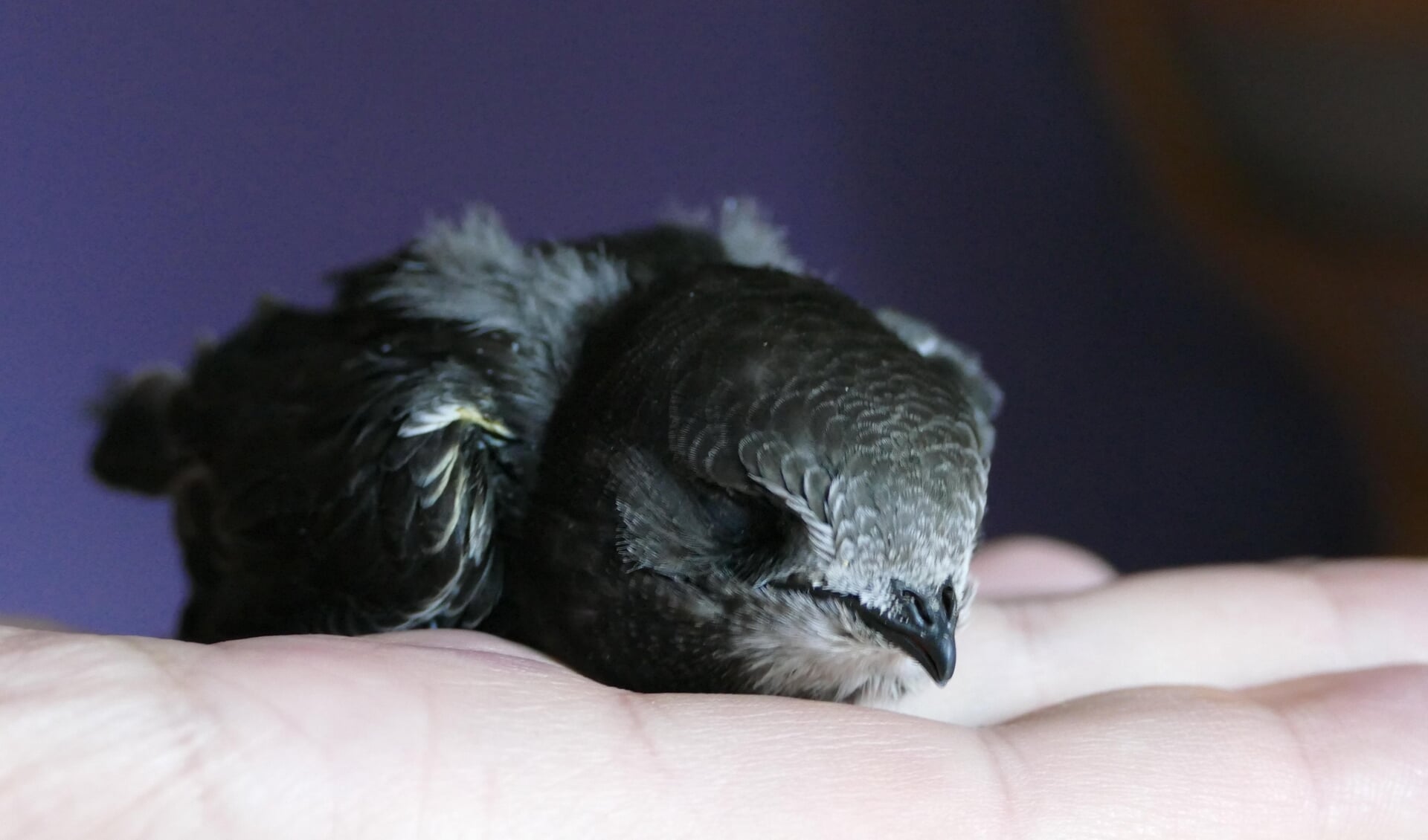 Veel Jonge Gierzwaluwen Bij Vogelhospitaal Naarden Door Warmte ...