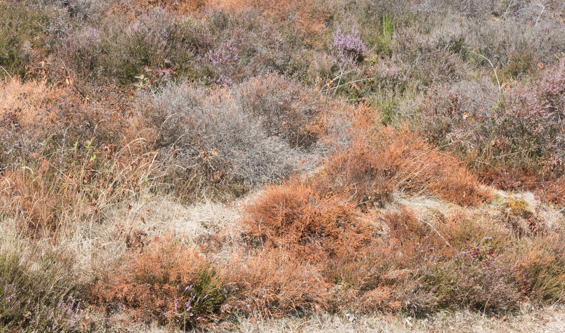 Een door het heidehaantje aangetast stuk heide. 