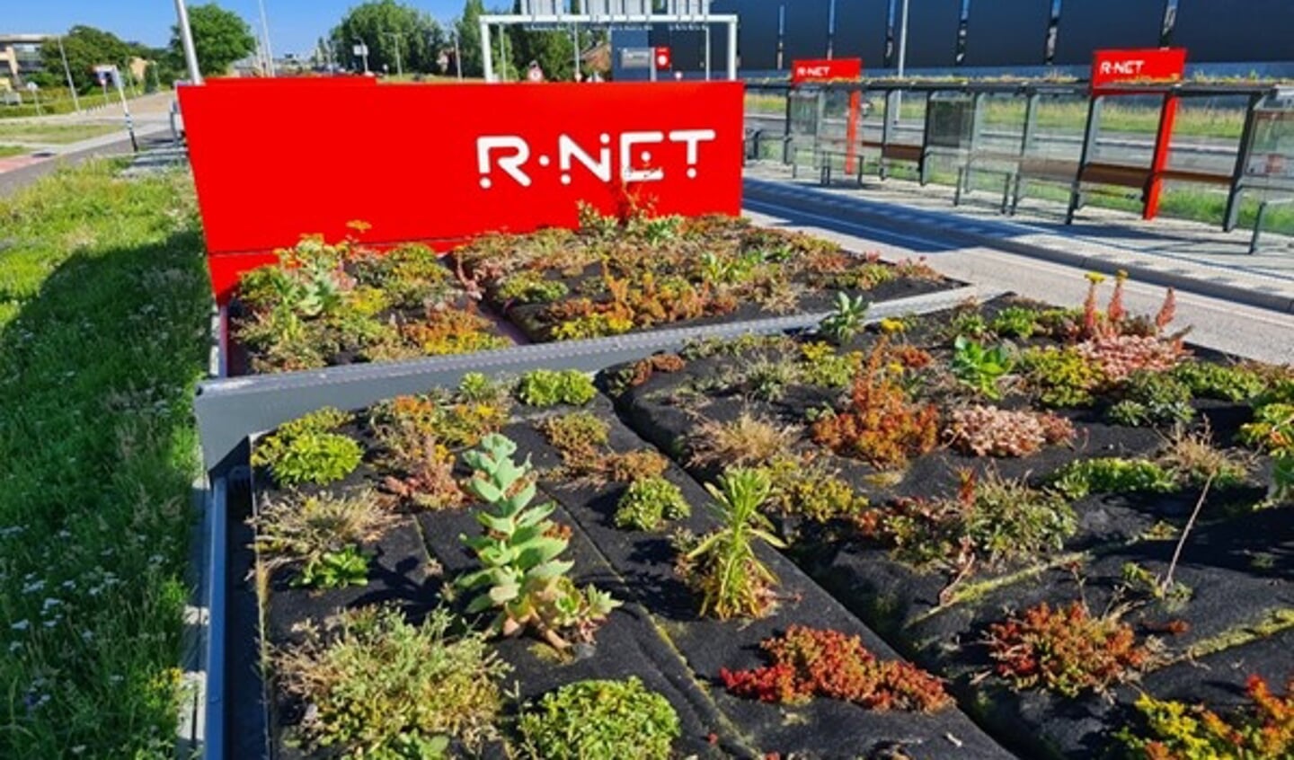 Een pas aangelegd sedumdak op een bushalte