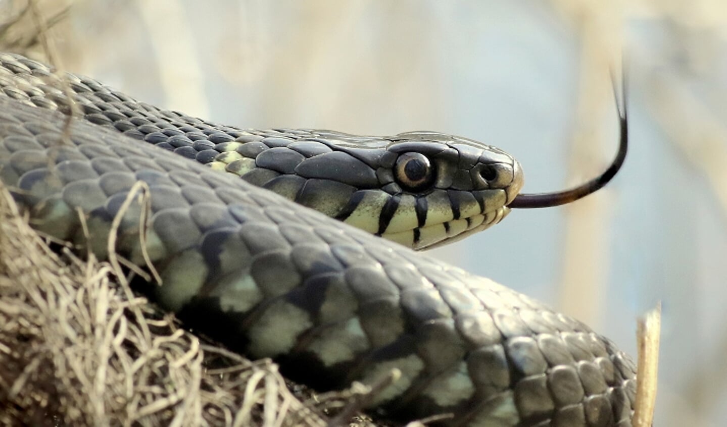 De ringslang leeft in de Gooise natuur en aan de randen van de Gooise dorpen.
