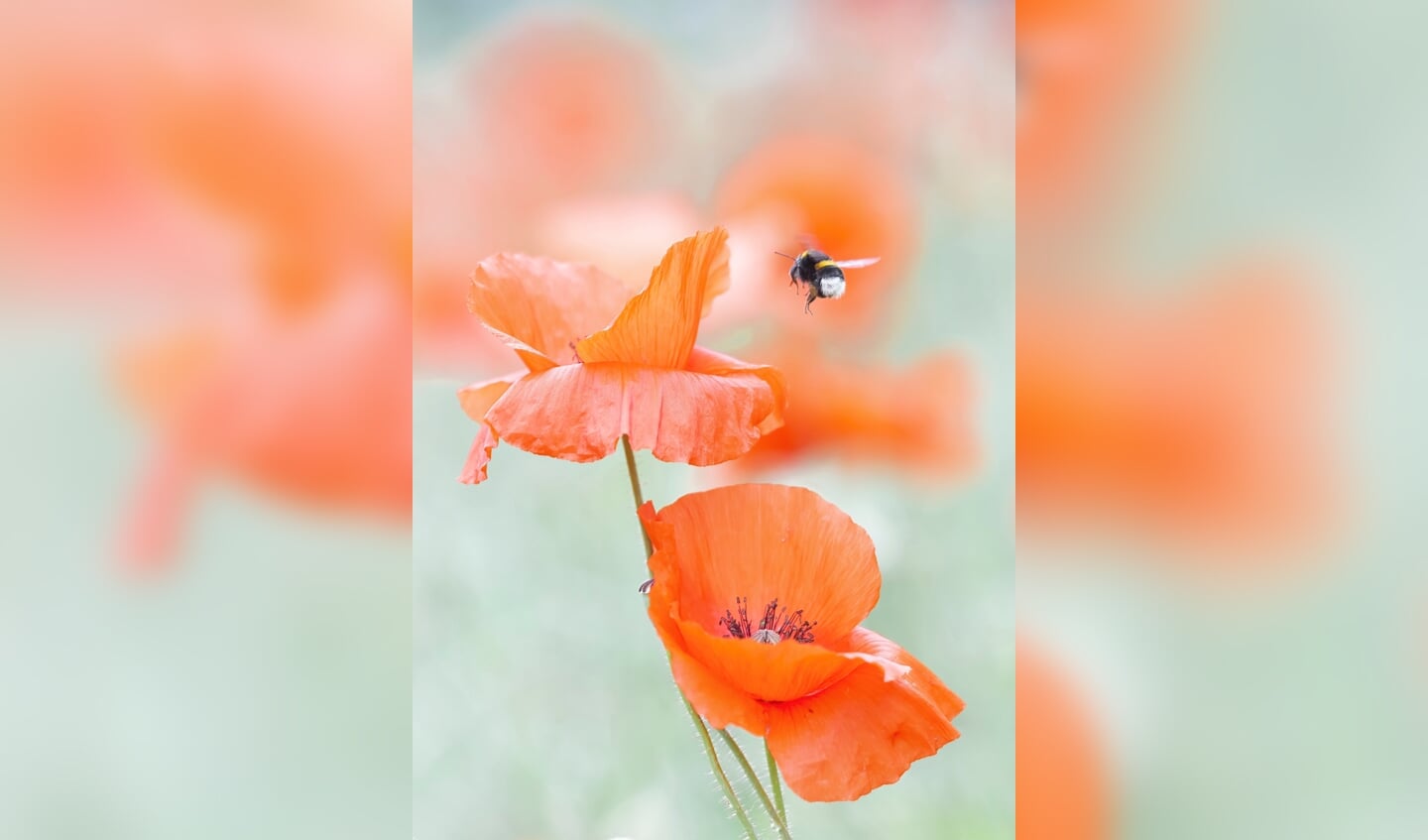 Klaprozen met aardhommel