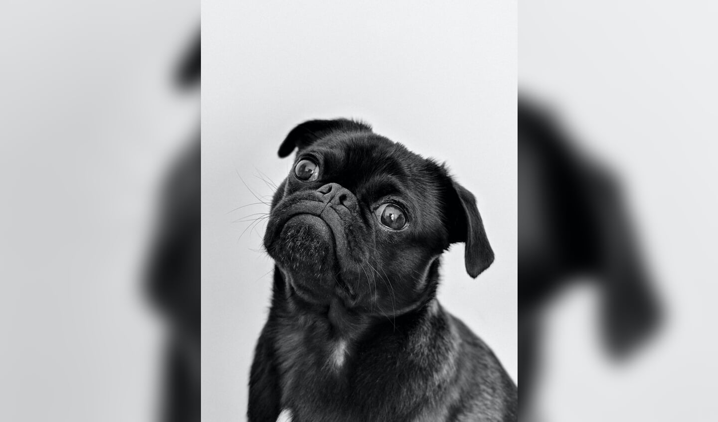 Hart voor dieren? Maak wat tijd vrij voor de Dierenbescherming.