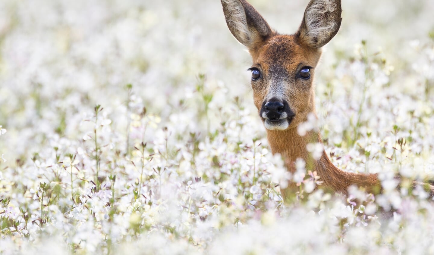 Voor reeën legt het Goois Natuurreservaat rustplekken aan in de natuurgebieden.