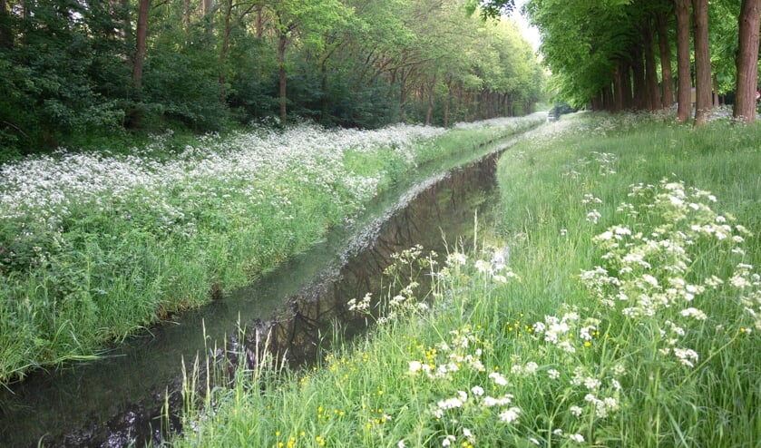 Bloemrijke over Stichtseweg