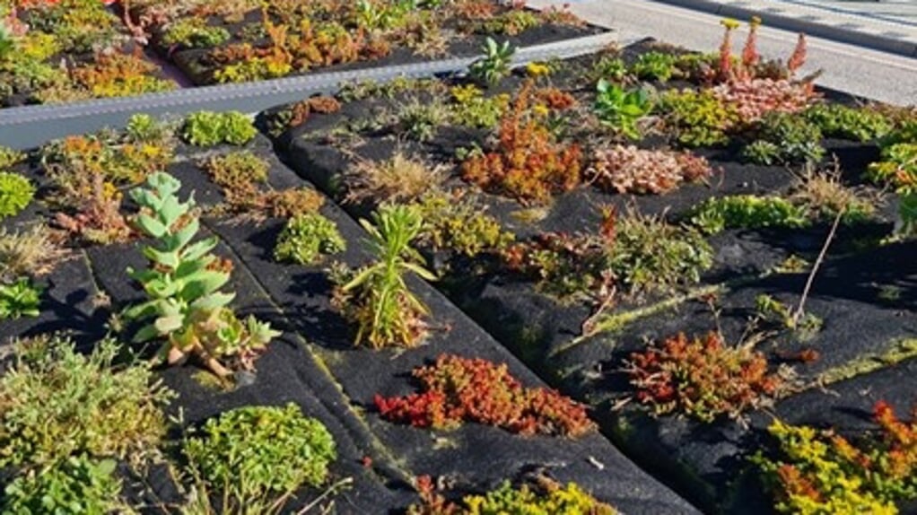Sedumplanten: 50 procent van het dakoppervlak moet echter bestaan uit andere planten dan mos of sedum