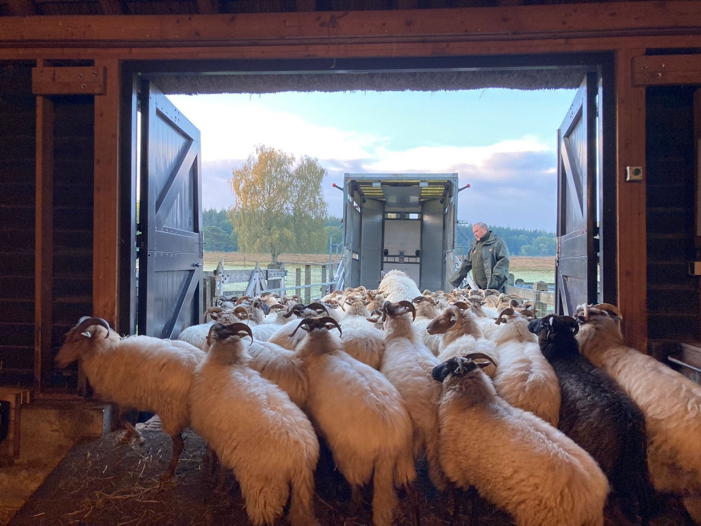 Tijdelijk geen schapen op Gooise heide vanwege virusziekte blauwtong