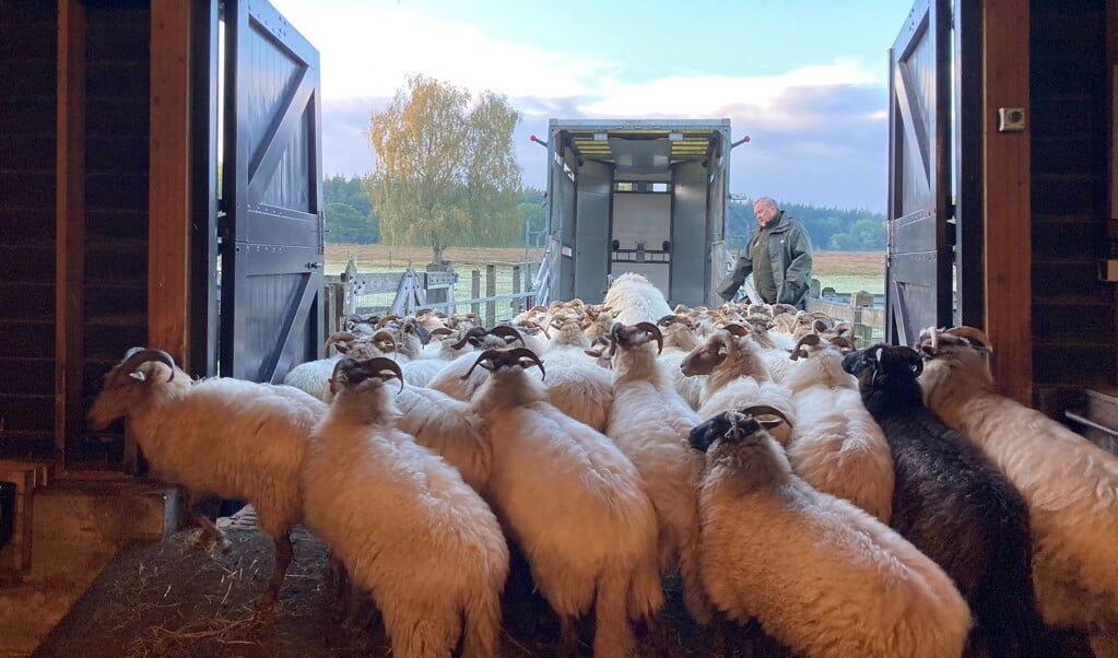 De schapen worden naar Laren gebracht.