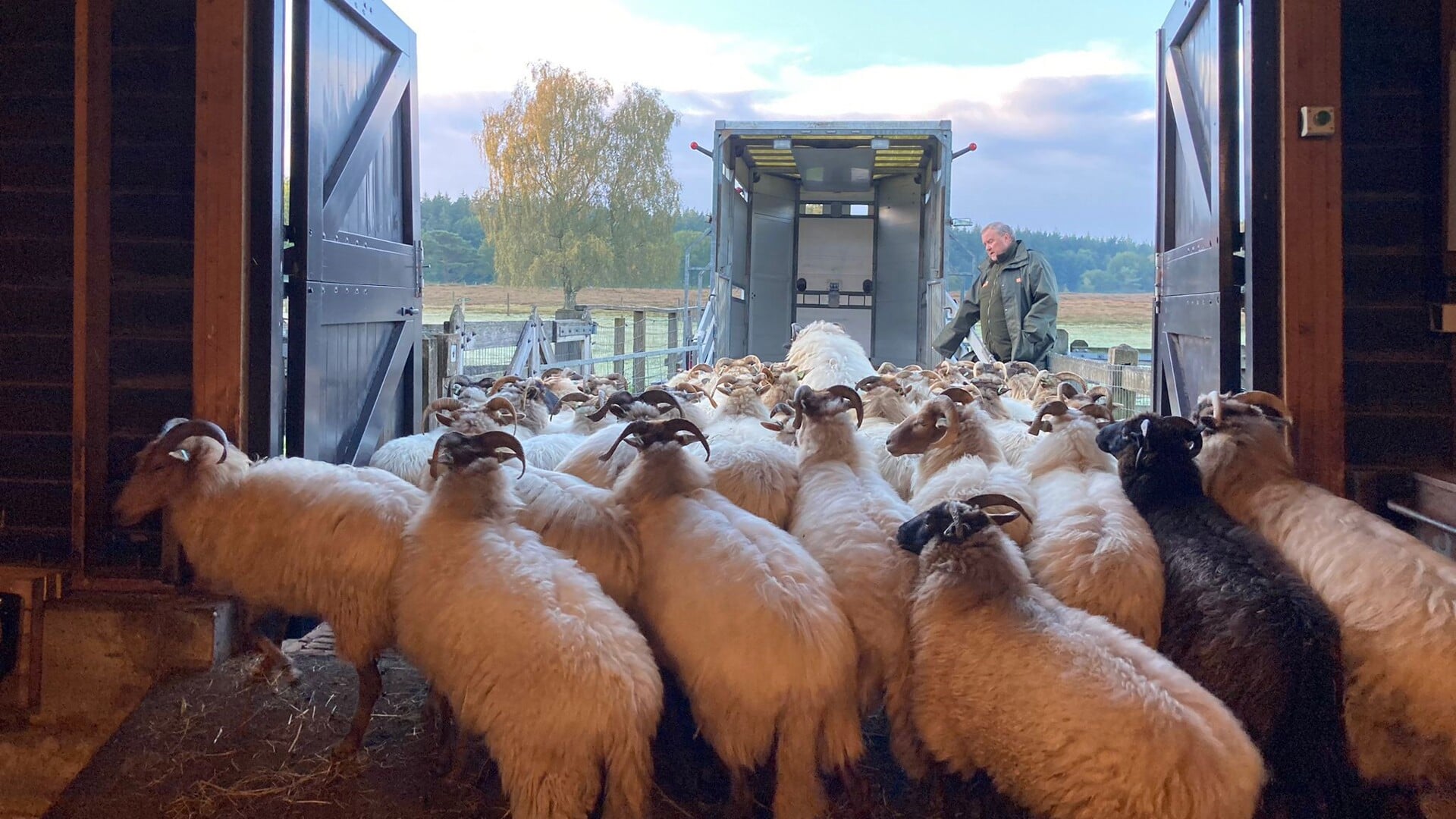 De schapen mogen weer de hei op.
