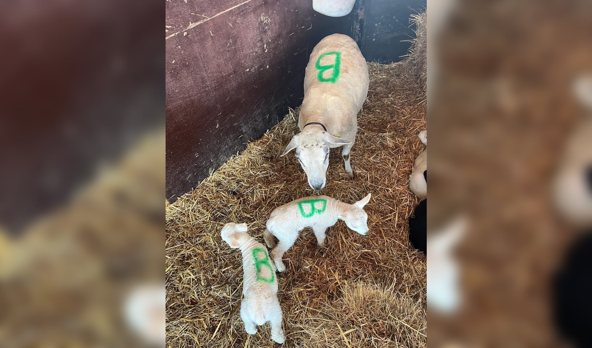 In de schapenstal van de Buffelhoeve in Naarden is de verkiezingsuitslag al bekend. Tom Pronk: "We geven elk schaap met lammetjes een markering, zodat we weten welke er bij elkaar horen, en deze vonden we vandaag wel toepasselijk."