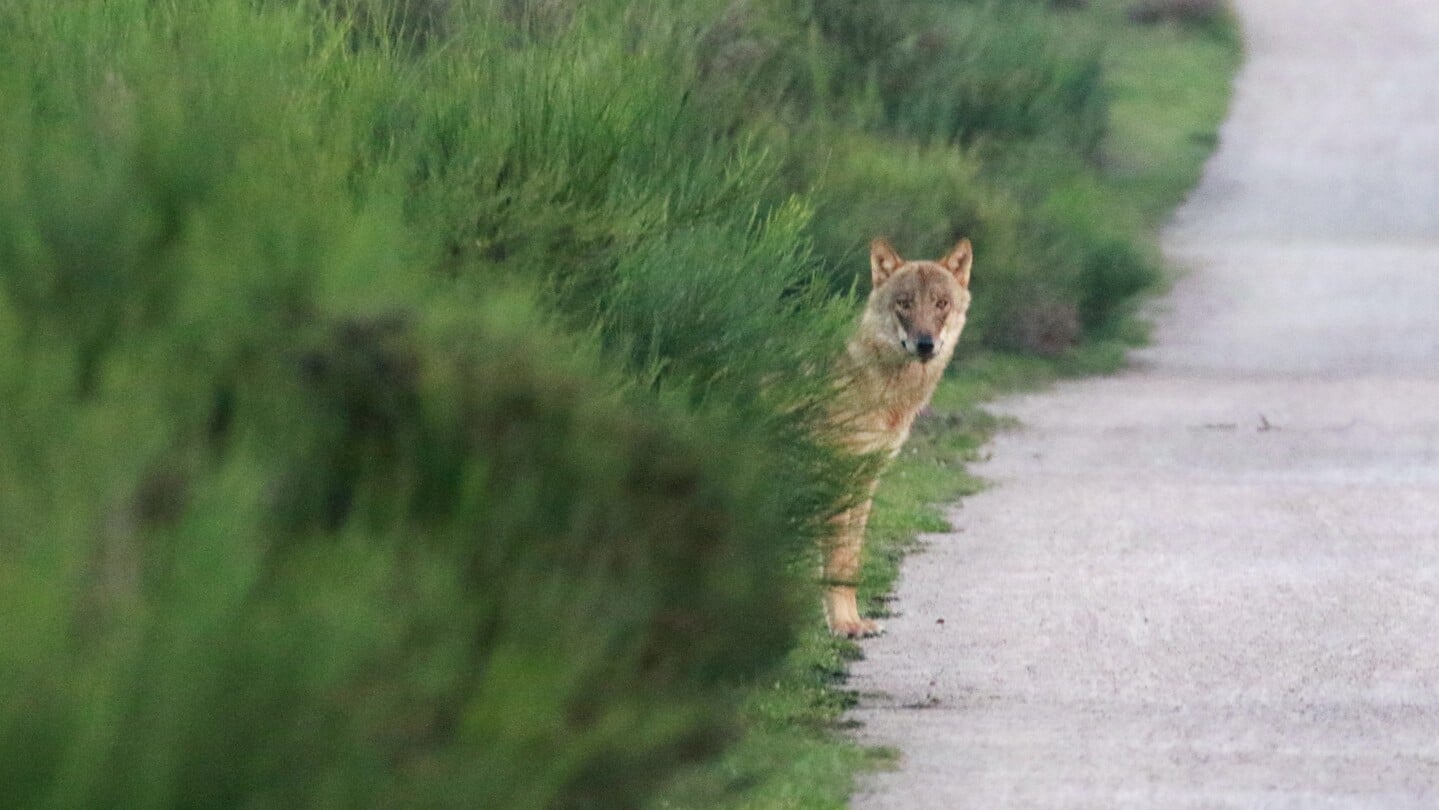 Kort geleden werd de wolf op de Westerheide gezien.