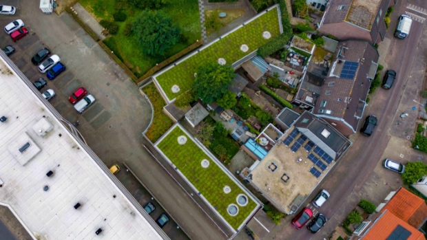 'Dure grap': Sedum op dak Langgewenst om verdroging in centrum te bestrijden