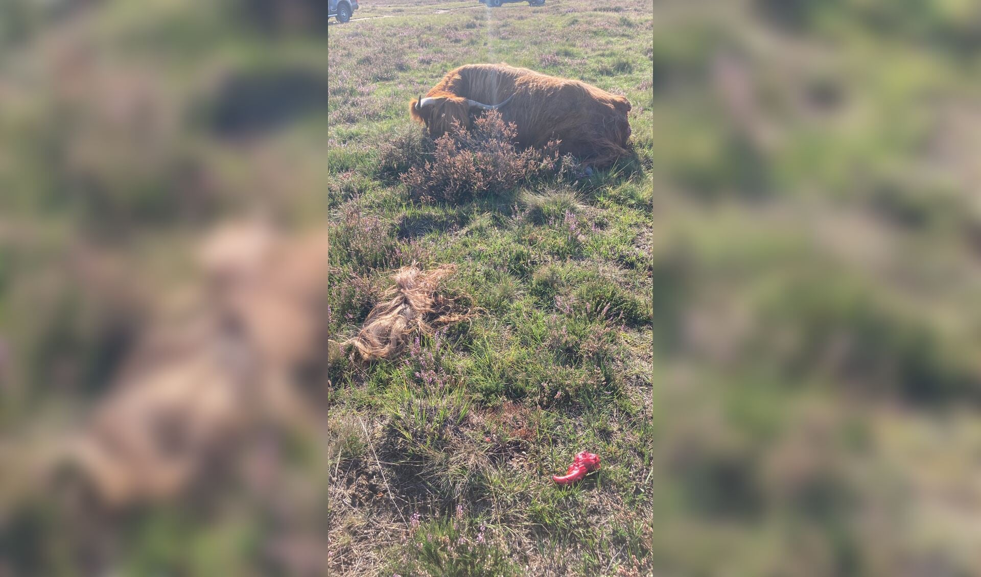 De dode koe. De staart, gevonden door een hond, ligt in stukken voor haar.