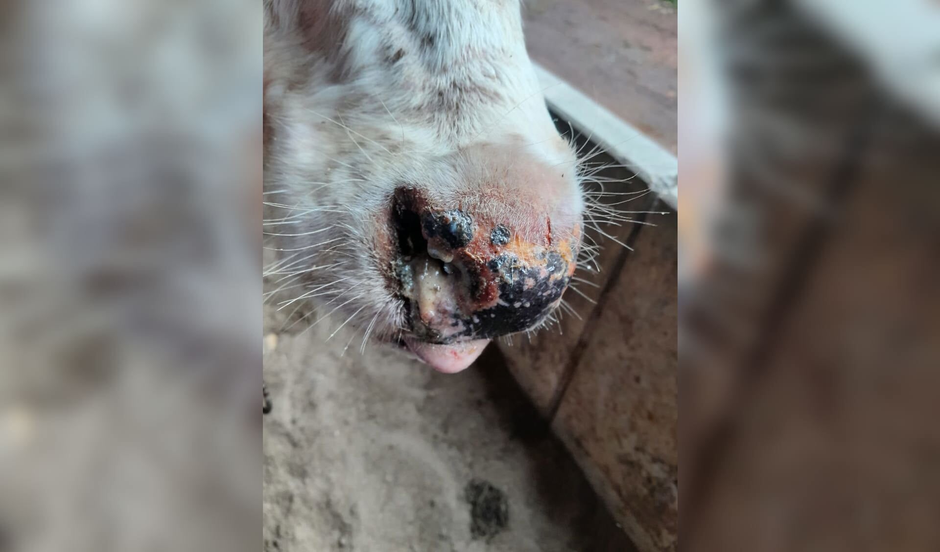 De zieke dieren krijgen onder andere slijm in hun neus en bek.