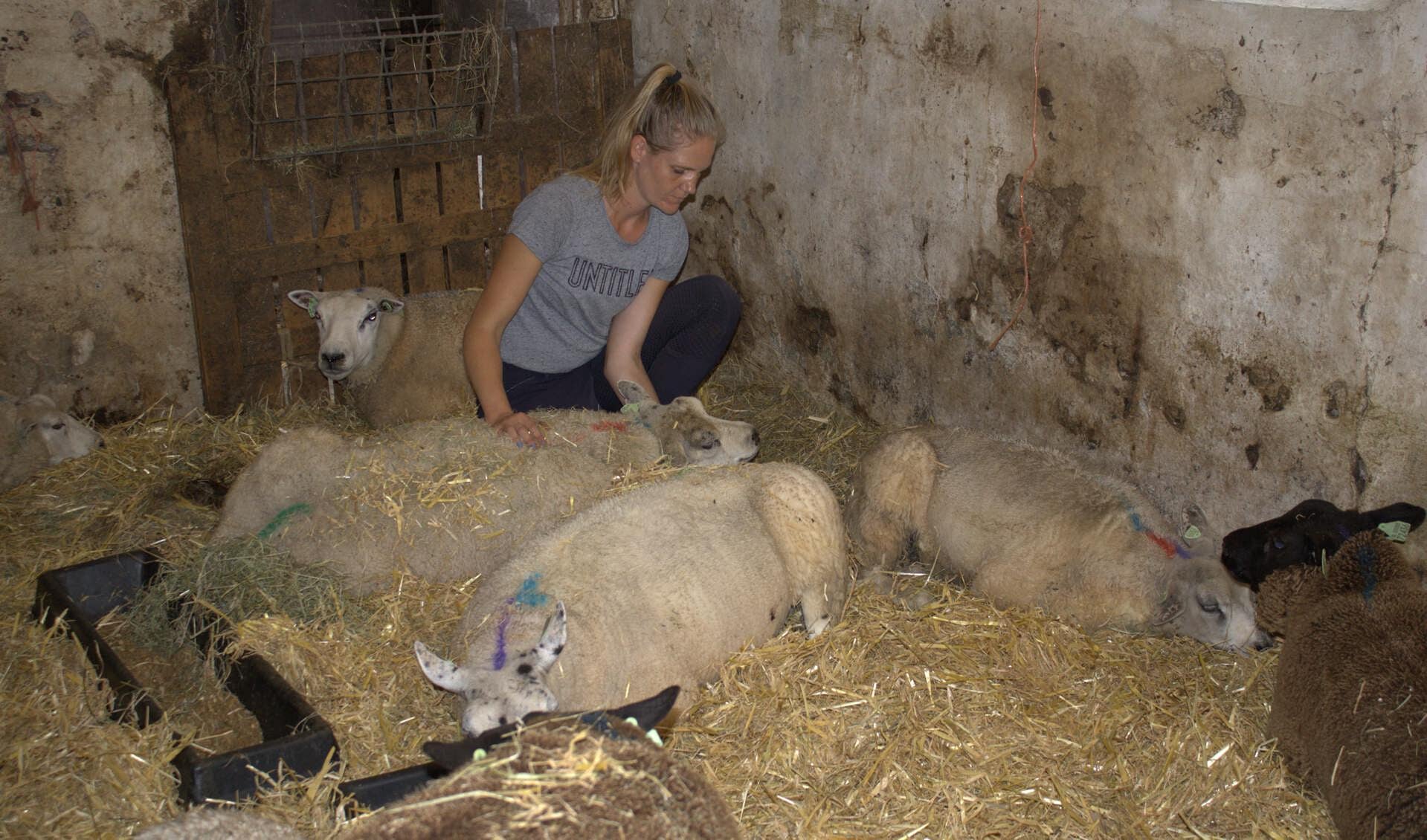Marleen Venneman tussen haar zieke schapen