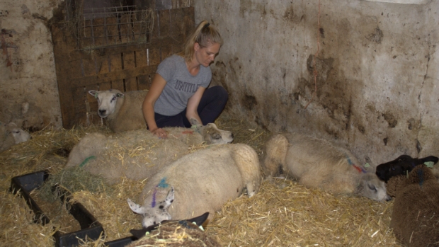 Boeren in Gooise Meren en Weesp gebukt onder blauwtong: 'Het is de hele dag dood en verderf'