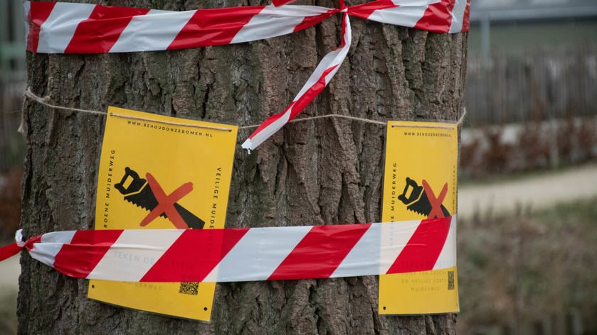 Ruim 1.800 Weespers hebben de petitie ondertekend om zovele mogelijk bomen aan de Korte Muiderweg te behouden.