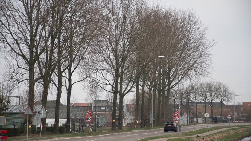 Raad neemt motie aan waarbij wordt onderzocht hoe zoveel mogelijk bomen te behouden aan de Korte Muiderweg.