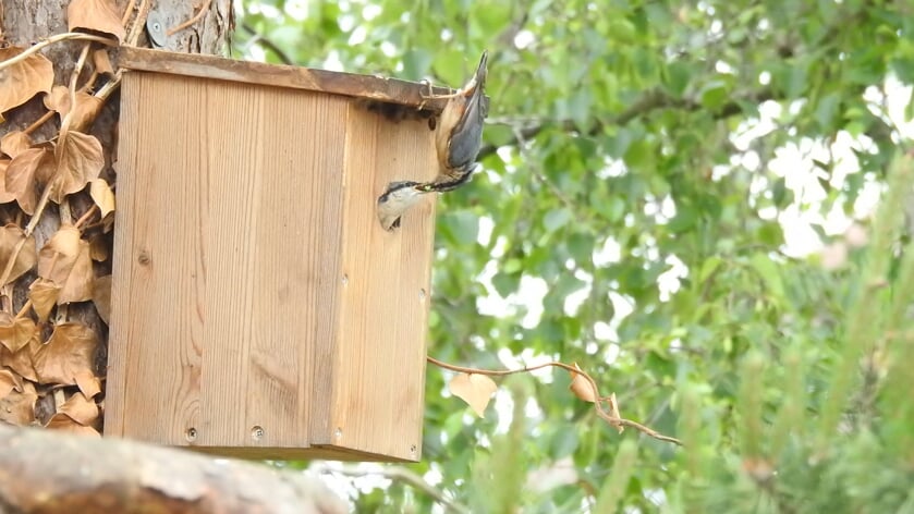 Met behulp van nestkasten monitoren we vogelsoorten in de Gooise natuur.