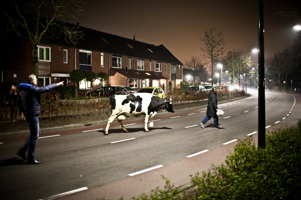 Met een bak hondenbrokken lokt Joan Stevense de losgebroken koe door de wijk terug naar de stal. Wiliam Elegeert wijst de weg.