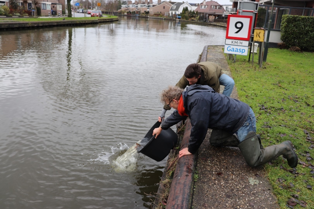 Daar gaan de karpers, via de Gaasp naar het kanaal.