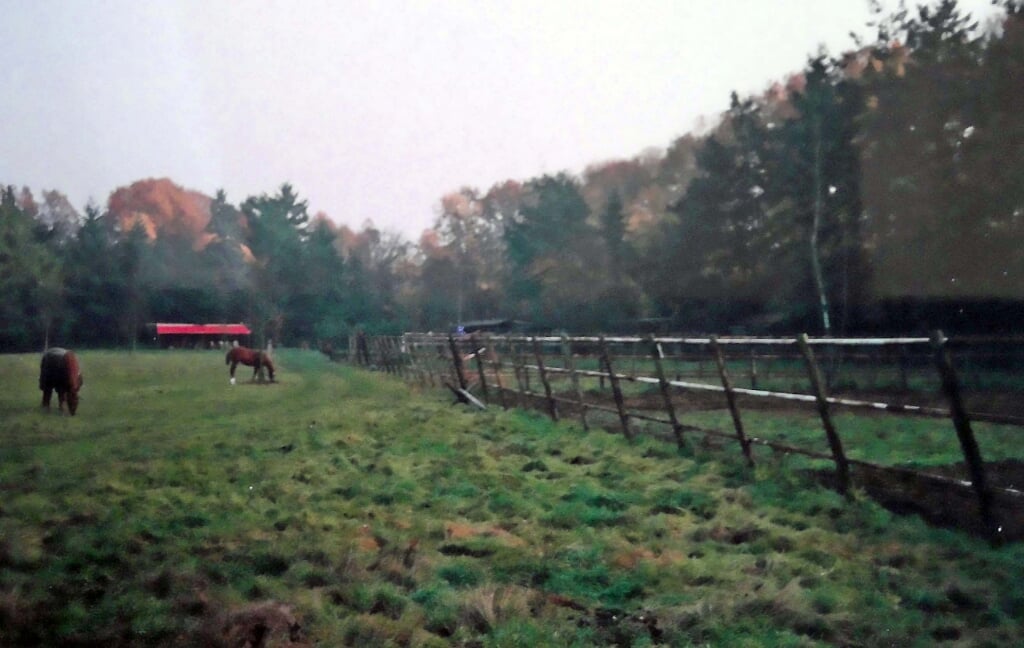 De paarden op het terrein aan de Driftweg.