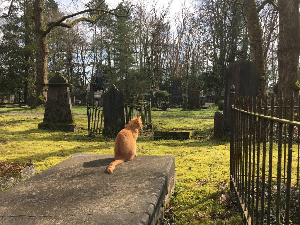 Een kat ging naast het graf van Mispelblom Beijer-Theunissen zitten.