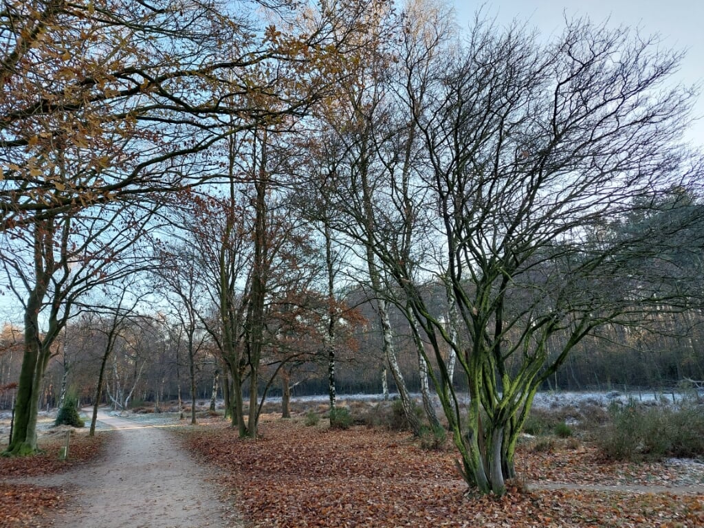 Bomen langs de Westerhei.