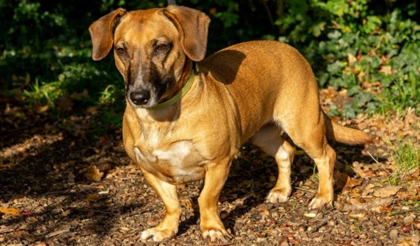 Tiffy is een lief, wat onderdanig hondje maar met een pittig karaktertje. Foto: Dierenbescherming.