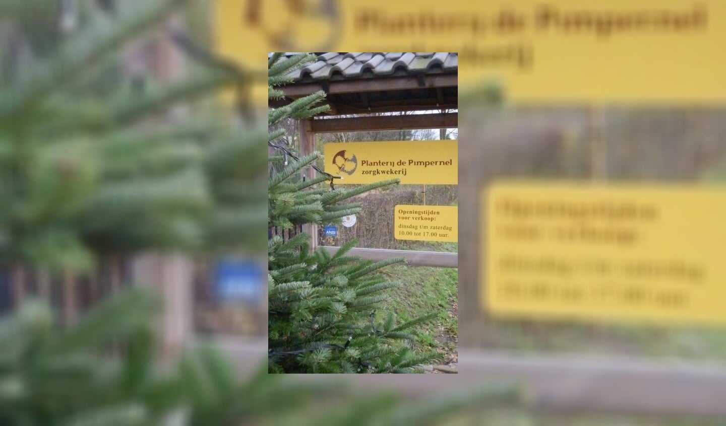 Bij Planterij de Pimpernel kunnen inwoners een kerstboom doneren aan de Voedselbank. 