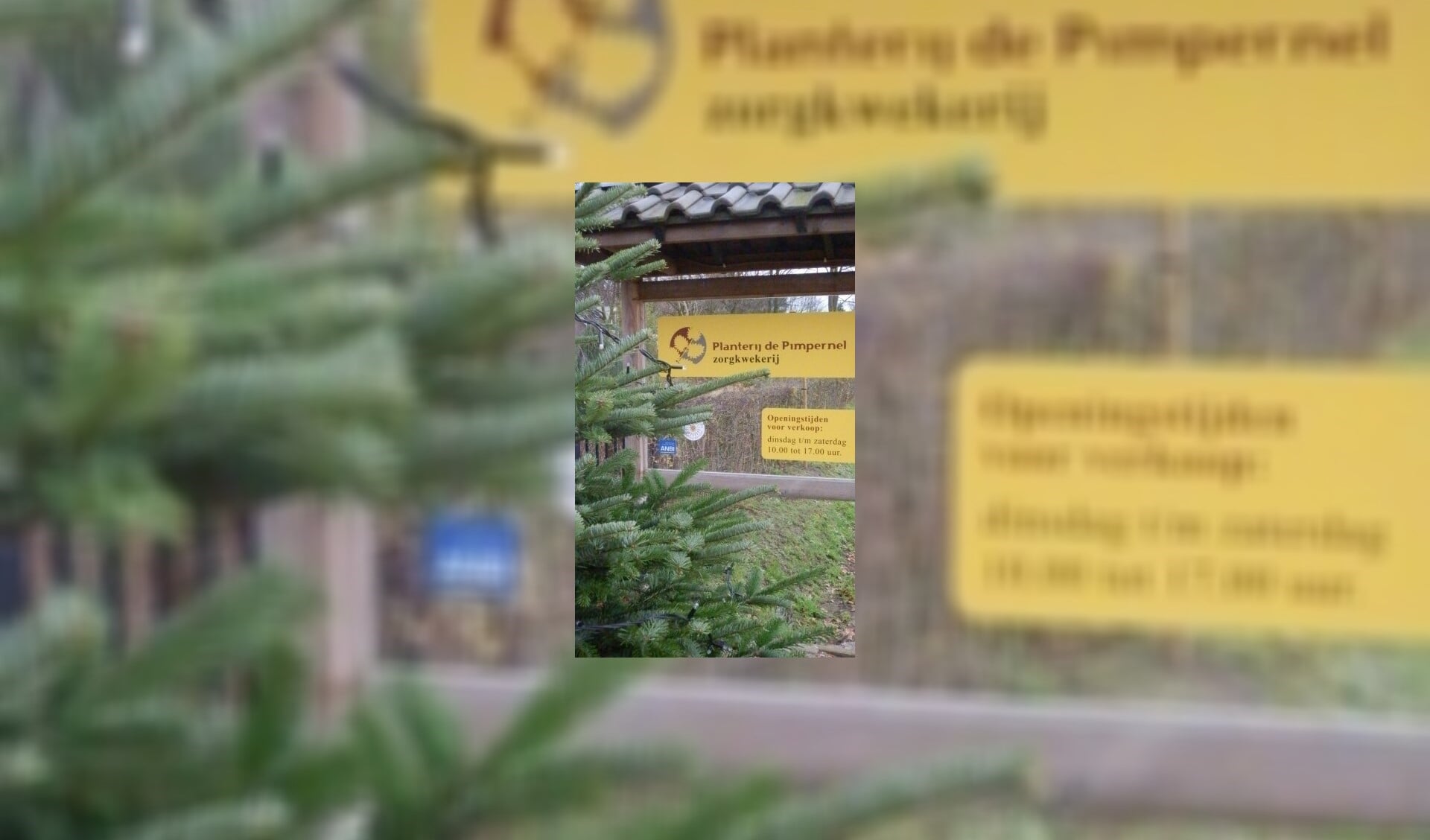 Bij Planterij de Pimpernel kunnen inwoners een kerstboom doneren aan de Voedselbank. 