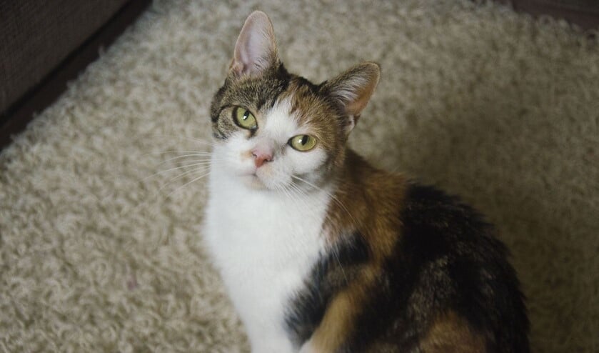 <p>Fientje was een heel angstig katje, maar veranderde in een aanhankelijk poezenbeest. (Foto: Dierenbescherming)</p>
